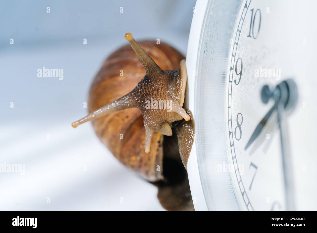 Escargot d'achatina sombre avec coquille sombre rampant près de l'horloge de réveil blanc sur fond blanc avec ombre. Horloge et escargot géant africain Achatina fulica on Banque D'Images