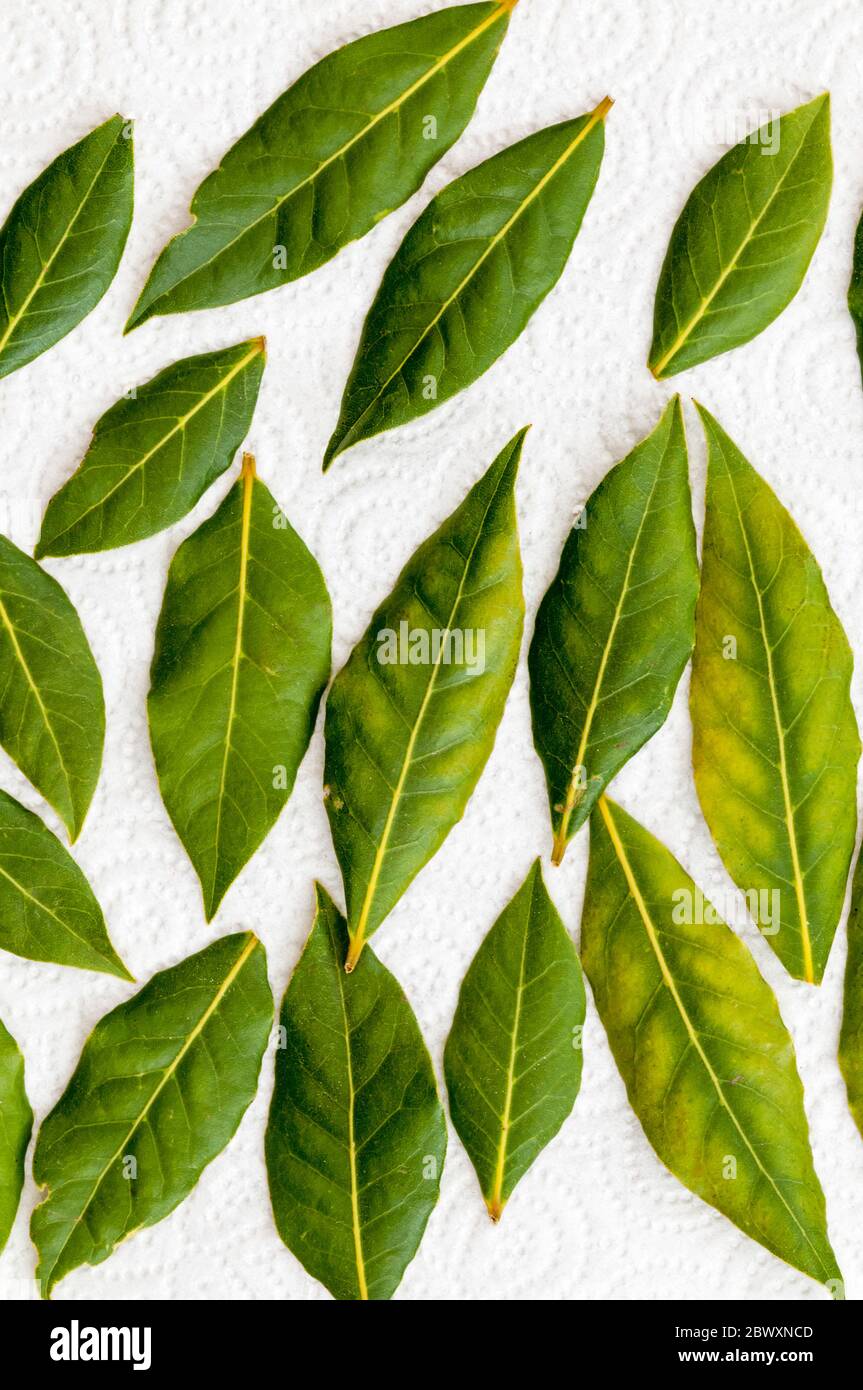 Les feuilles de Laurier recueillies, Laurus nobilis, lassés pour sécher pour les utiliser dans la cuisine. Banque D'Images