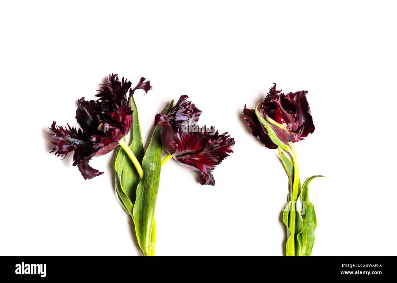 Fleurs de tulipe rouge sur fond blanc isolé Banque D'Images