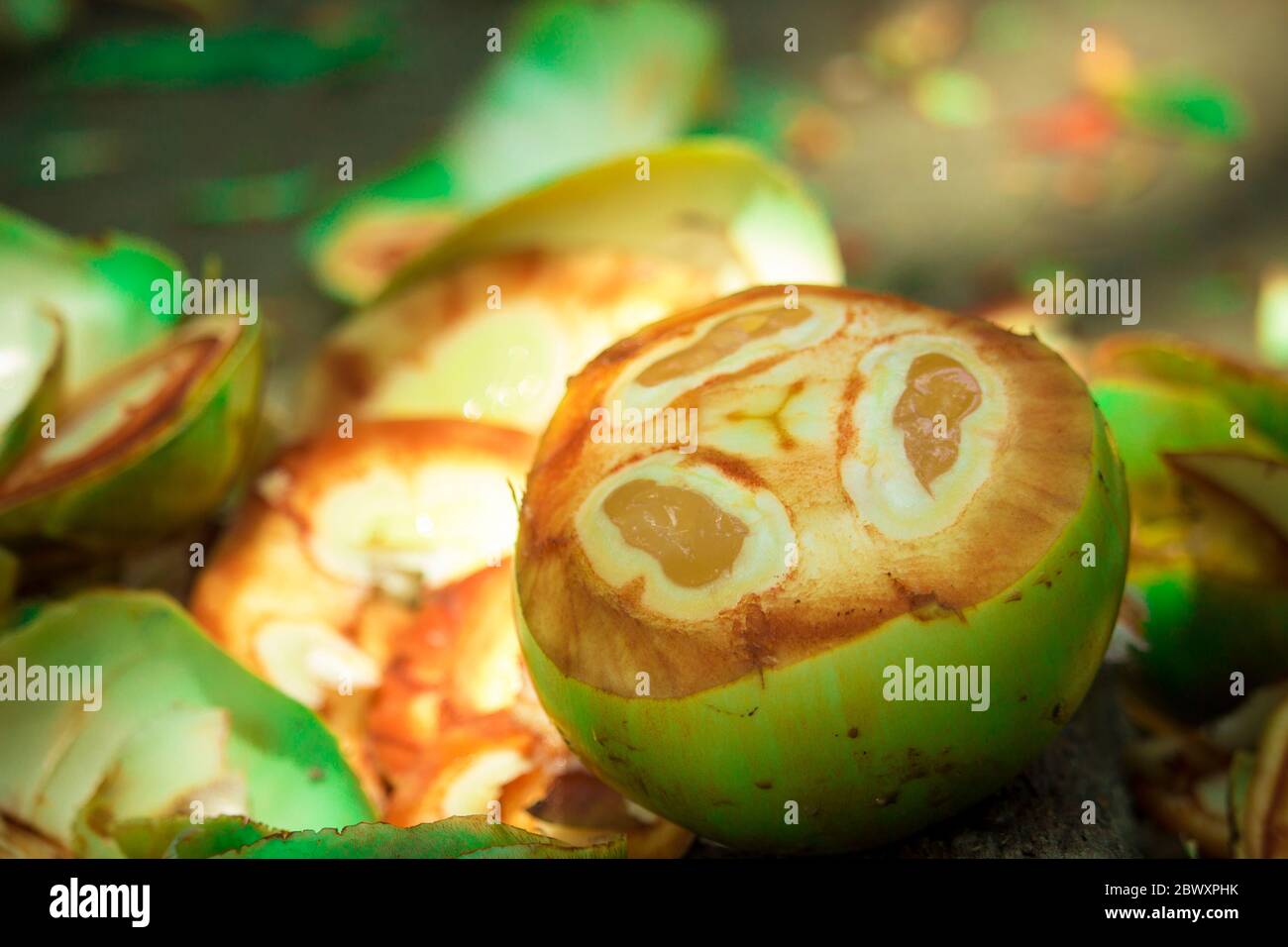 Scène de coupe de fruits de palmier à sucre. Ce fruit est très savoureux Banque D'Images