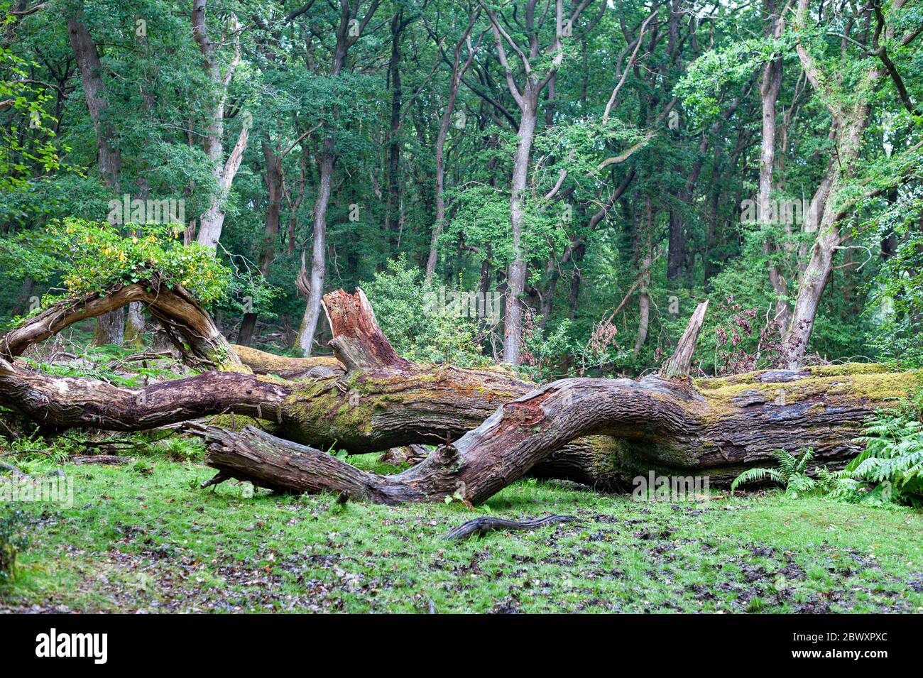 Chêne tombé dans une forêt de chênes Banque D'Images