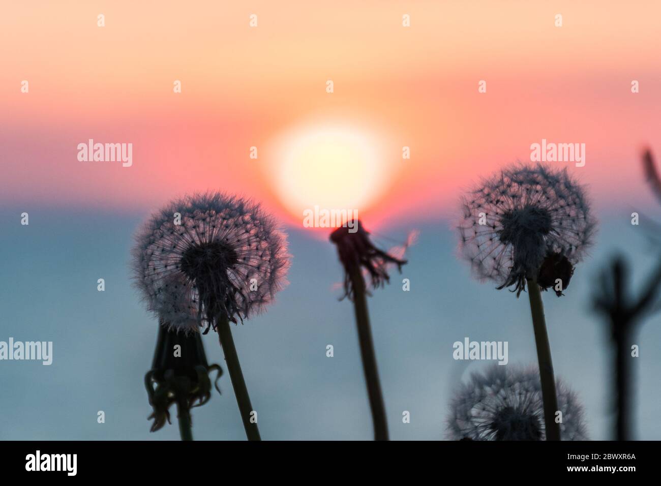 Magnifique coucher de soleil ou lever de soleil sur la mer, avec ciel flou et soleil au centre d'une silhouette de fleur, coucher de soleil ou lever de soleil Banque D'Images