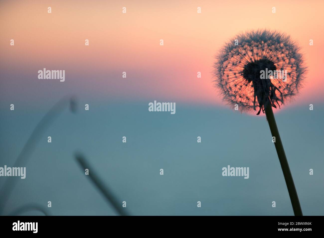 Magnifique coucher de soleil ou lever de soleil sur la mer, avec ciel flou et soleil au centre d'une silhouette de fleur, coucher de soleil ou lever de soleil Banque D'Images