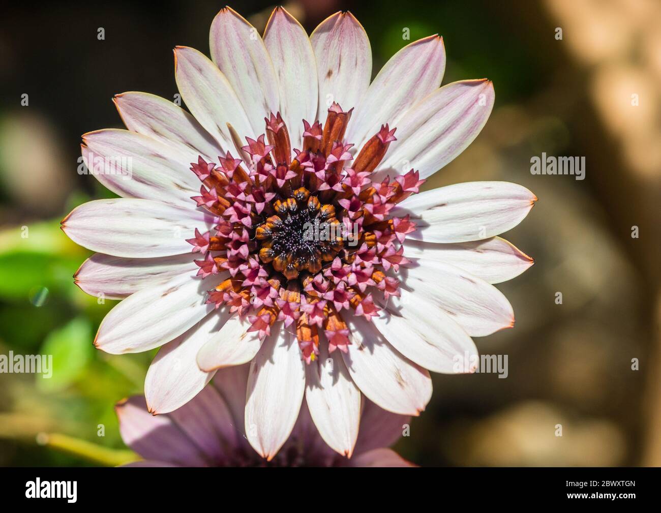 Photo macro d'une fleur de pâquerettes africaines blanches. Banque D'Images