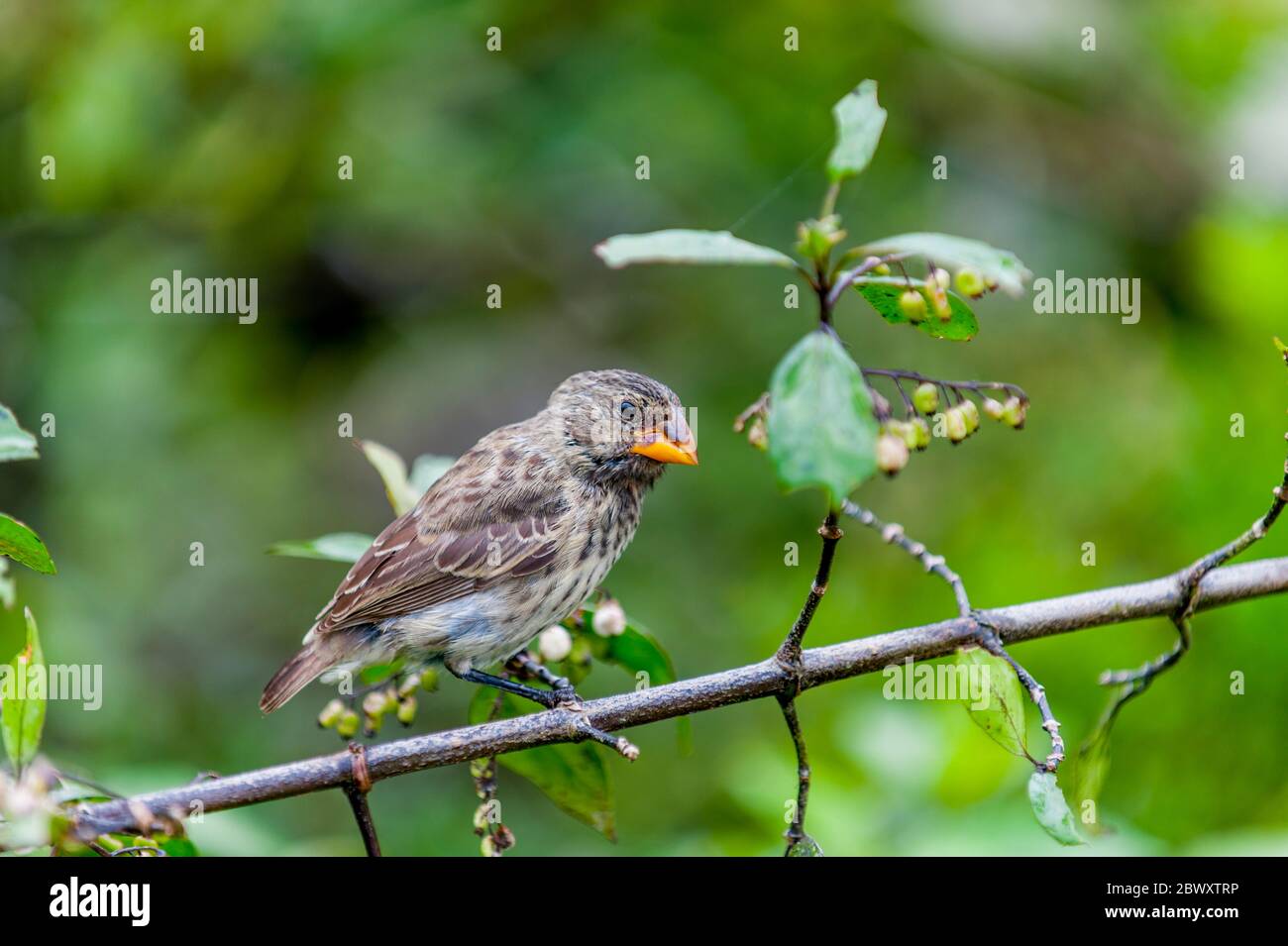Une finch de terre moyenne sur l'île de Santa Cruz dans les îles Galapagos, en Équateur. Banque D'Images