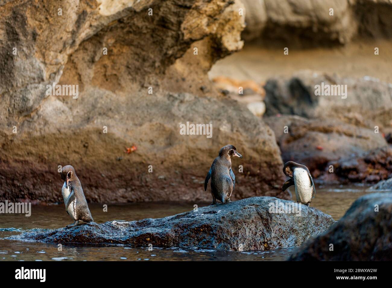 Les pingouins de Galapagos (Spheniscus mendiculus) se trouvent sur des rochers le long du rivage de l'île Bartolomé, dans les îles Galapagos, en Équateur. Banque D'Images