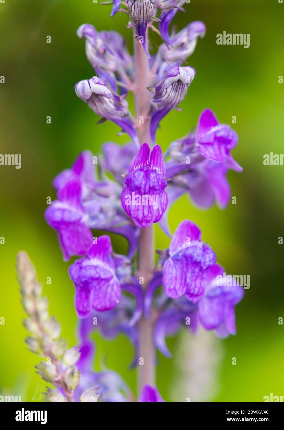 Un plan macro sur une purple toadflax bloom. Banque D'Images
