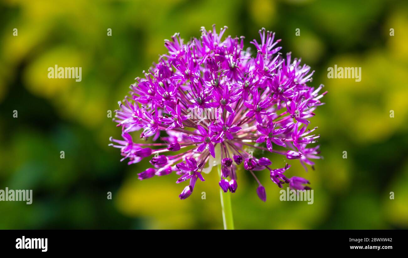 Photo macro d'une fleur de sensation de violet d'allium. Banque D'Images