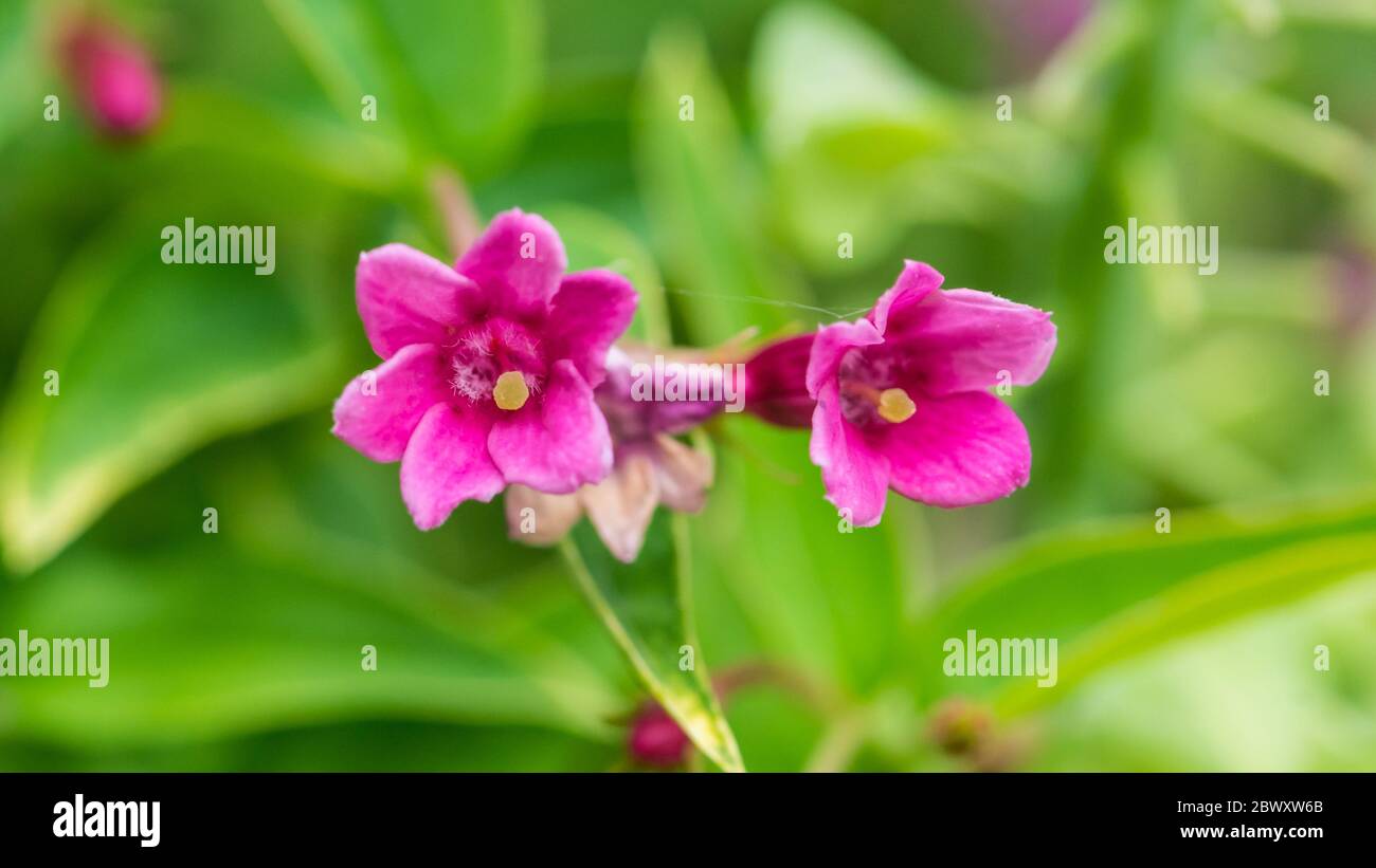 Un gros plan de quelques fleurs de jasmin rouge. Banque D'Images