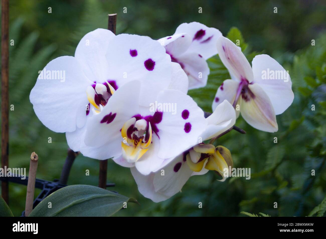 Belles orchidées blanches à pois violets devant un fond vert ferny Banque D'Images