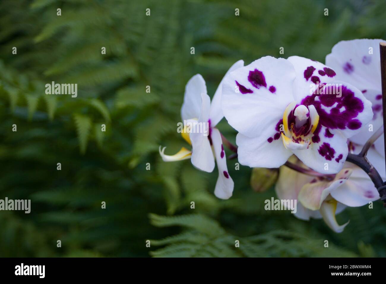 Belles orchidées blanches à pois violets devant un fond vert ferny Banque D'Images