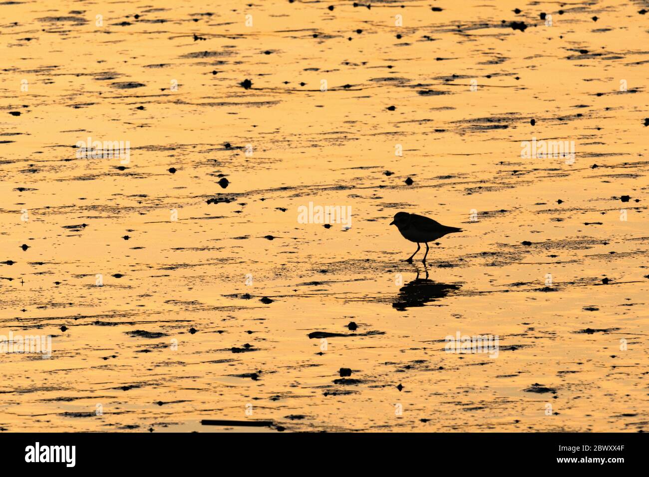 Une silhouette de Pluvier semi-calmé tout en se trouvant sur un plat de boue au Brésil du Sud-est Banque D'Images