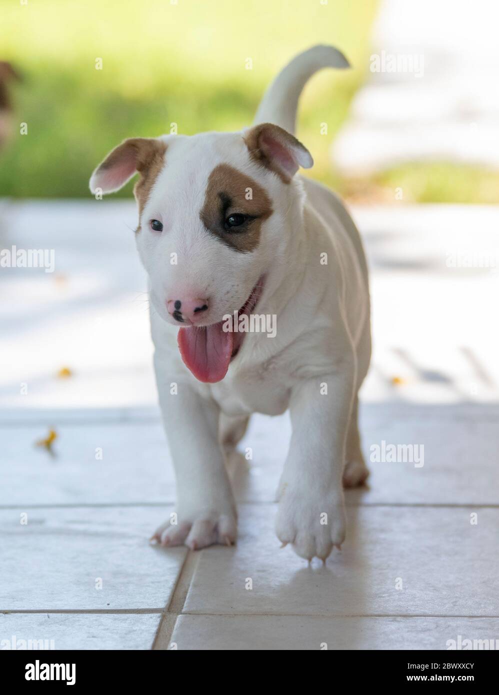 Petit Chiot Bull Terrier Sur La Tuile Souriant Et Explorant Photo Stock Alamy