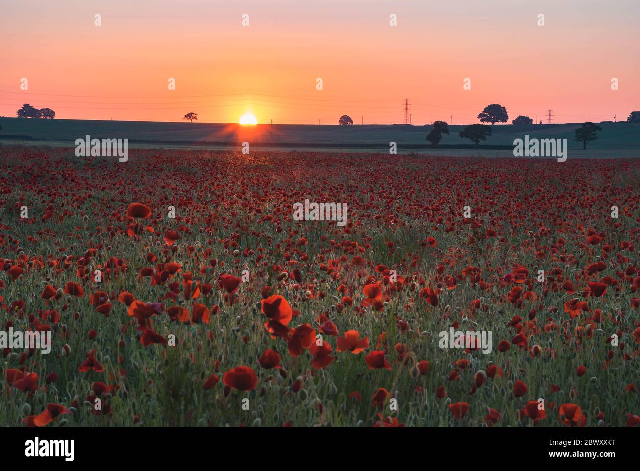 Champ de coquelicots rouges au lever du soleil Banque D'Images