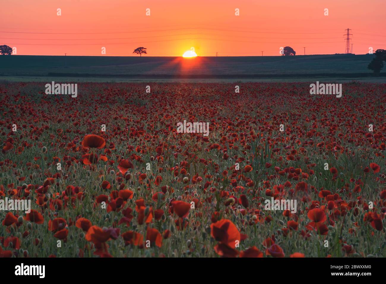 Champ de coquelicots rouges au lever du soleil Banque D'Images