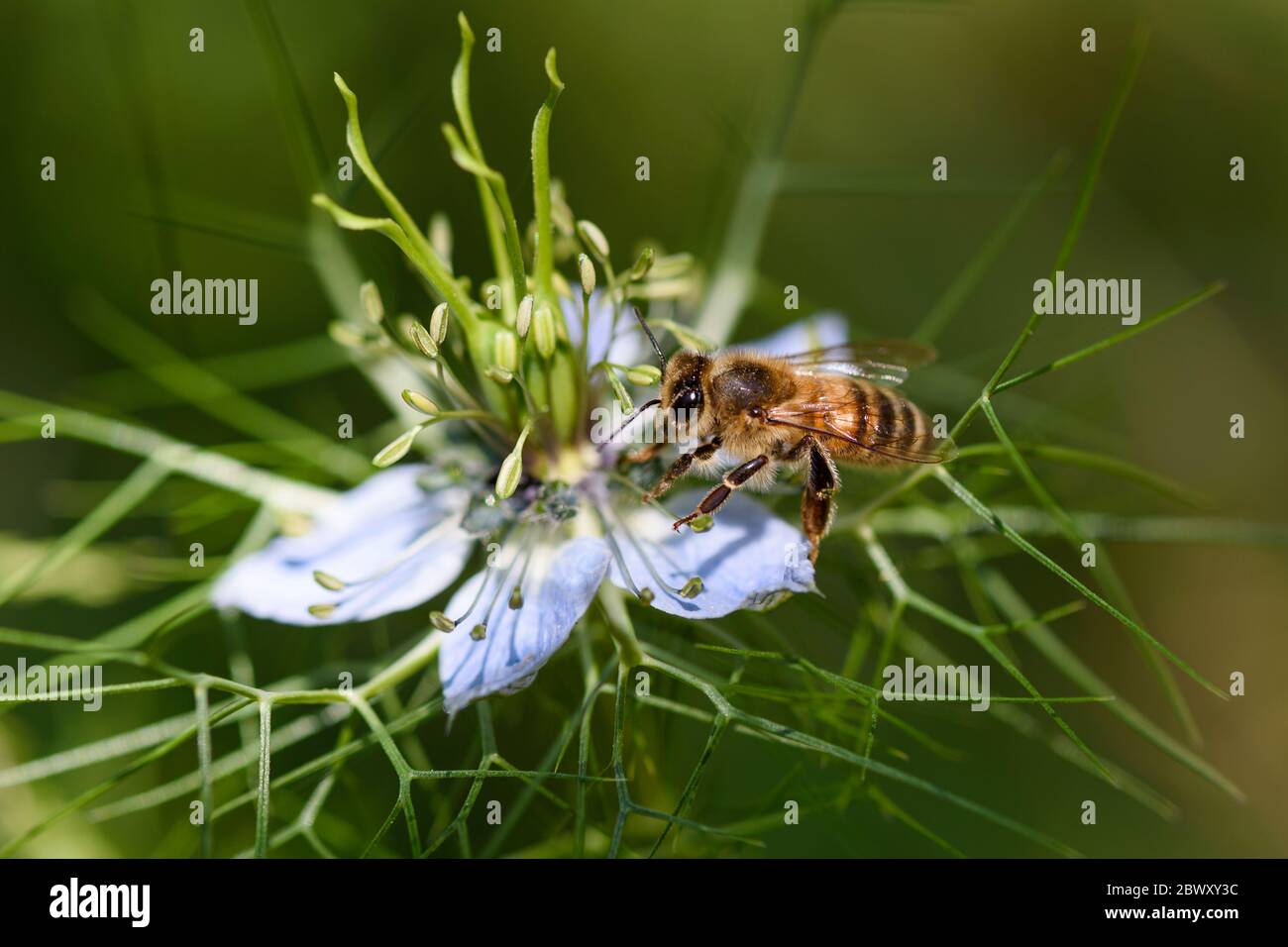 Vue rapprochée d'une abeille qui rassemble le nectar sur une fleur bleue. Joli bokeh en arrière-plan. Banque D'Images