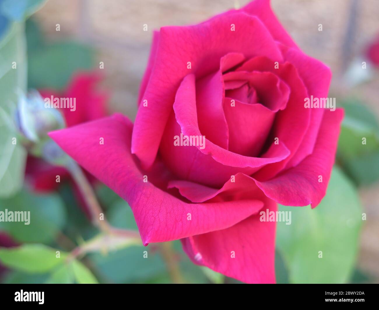 Un bourgeon rose foncé de 'Etoile de Hollande', un grimpeur vigoureux, qui s'ouvre en deux roses rouge cramoisi, parfumées. Banque D'Images
