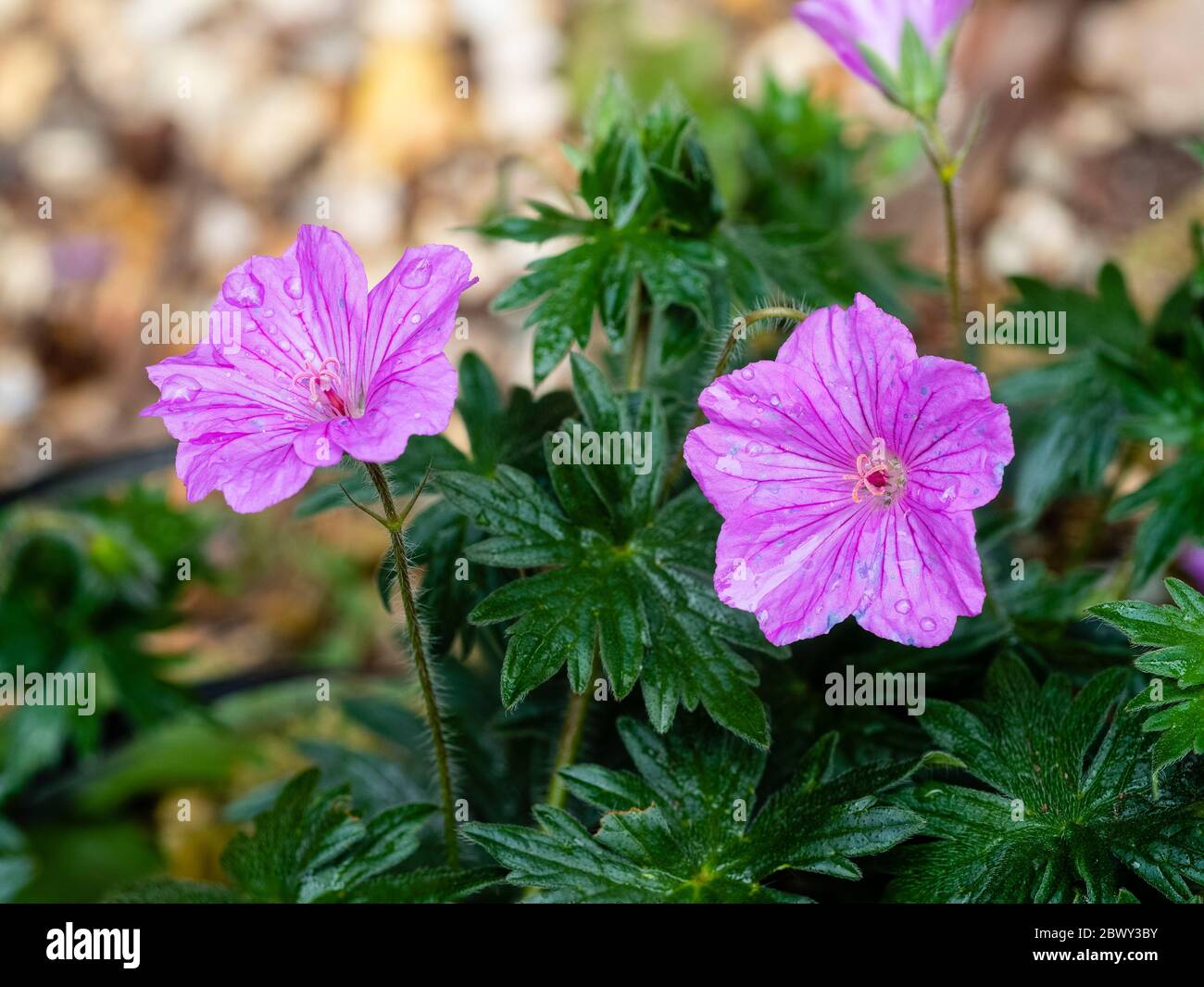 Fleurs de terre dure couvrant vivace, Geranium sanguineum 'Tiny Monster' Banque D'Images