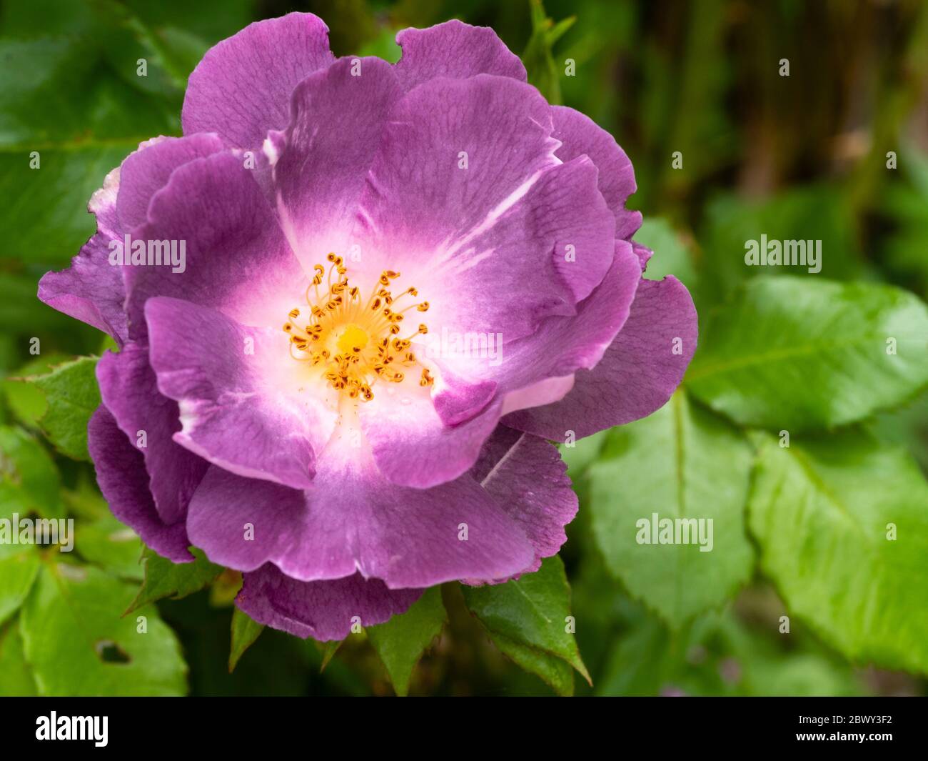 Fleurs semi double purple mauve du hardy floribunda rose, Rosa 'Bleu pour vous' (Pejamblu) Banque D'Images