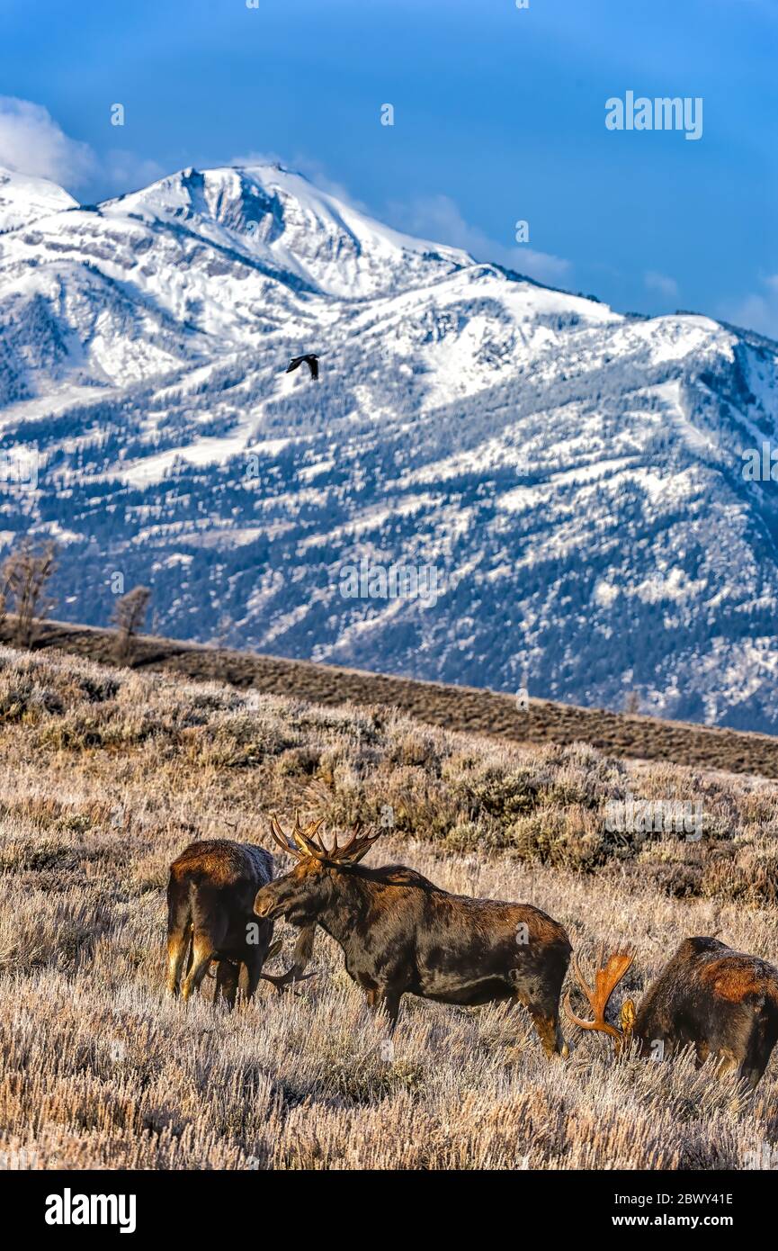 Les orignaux de taureau se rassemblent autour de la source de nourriture à la base de la Butte de Blacktail dans le parc national de Grand Teton Banque D'Images