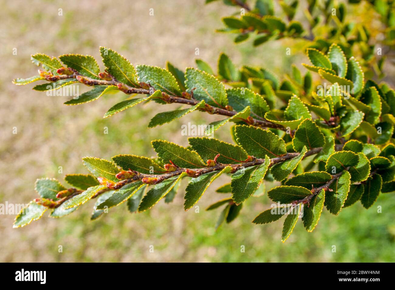 Gros plan d'un hêtre du Sud (Nothofagus Antarctique) le long du lac Acigami (ou lac Roca) dans le parc national de Tierra del Fuego près d'Ushuaia à Argentin Banque D'Images