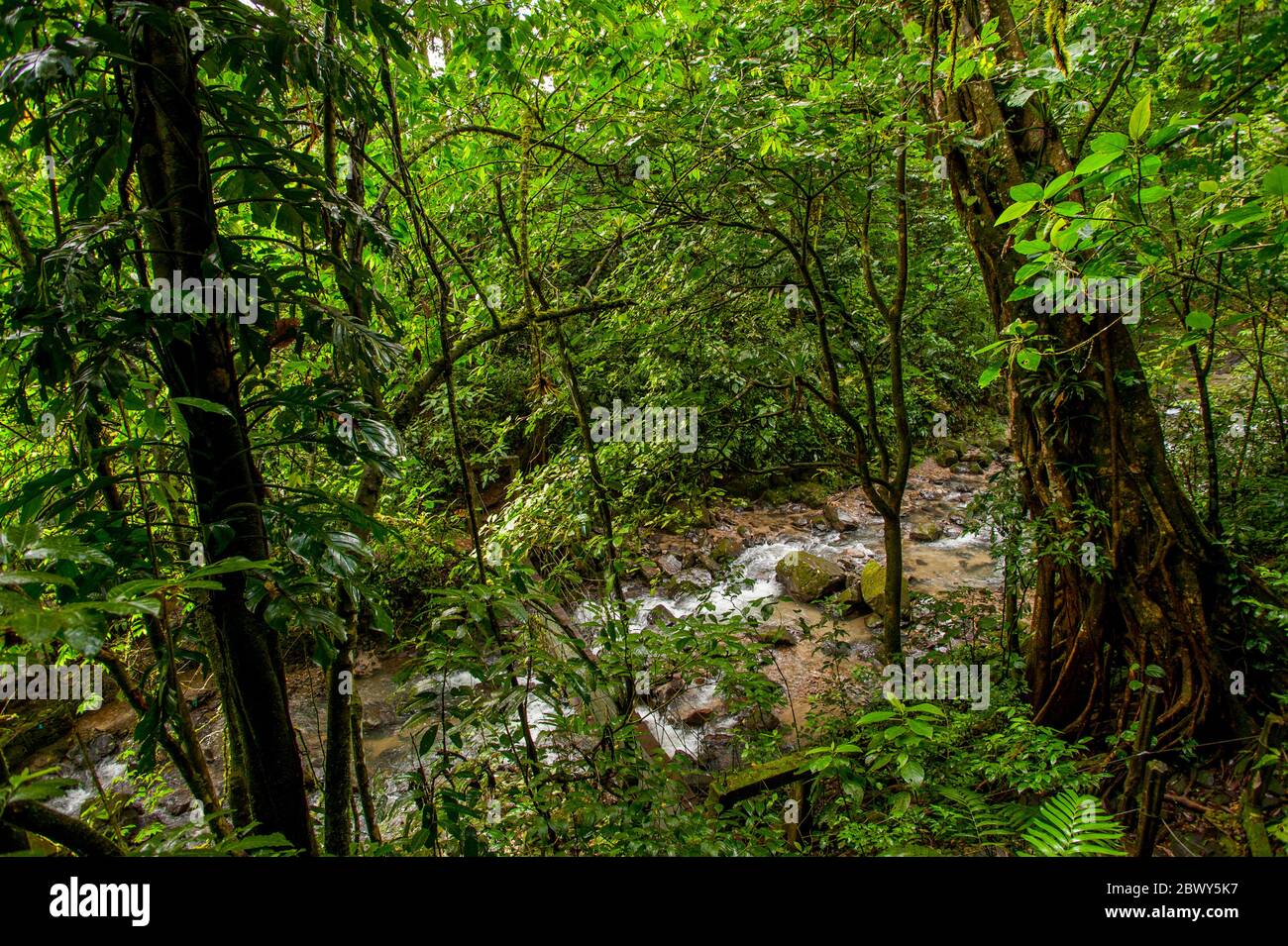 La forêt tropicale des sentiers El Chorro Macho dans El Valle de Anton près de Panama City, Panama. Banque D'Images