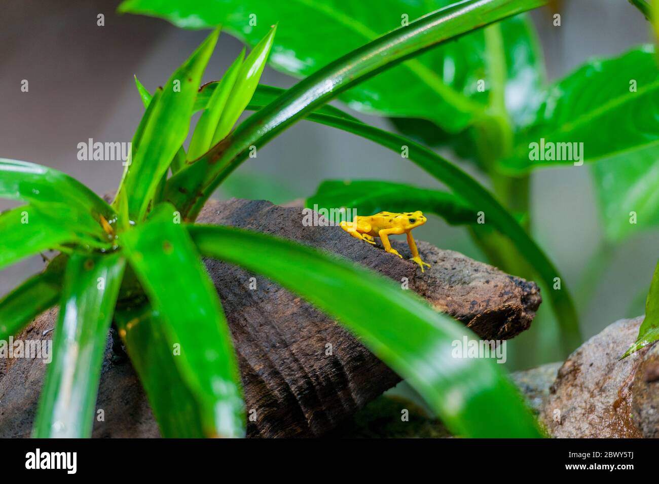 La grenouille dorée panaméenne (Atelopus zeteki), également connue sous le nom de Cerro Campana Stubfoot toad, une espèce en danger critique, ici en captivité à l'El Banque D'Images