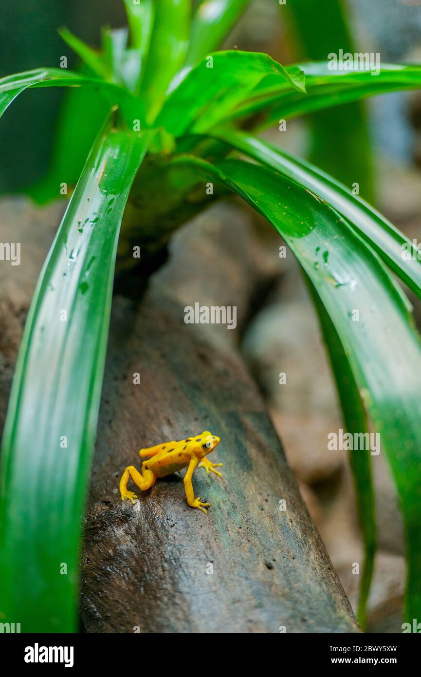 La grenouille dorée panaméenne (Atelopus zeteki), également connue sous le nom de Cerro Campana Stubfoot toad, une espèce en danger critique, ici en captivité à l'El Banque D'Images