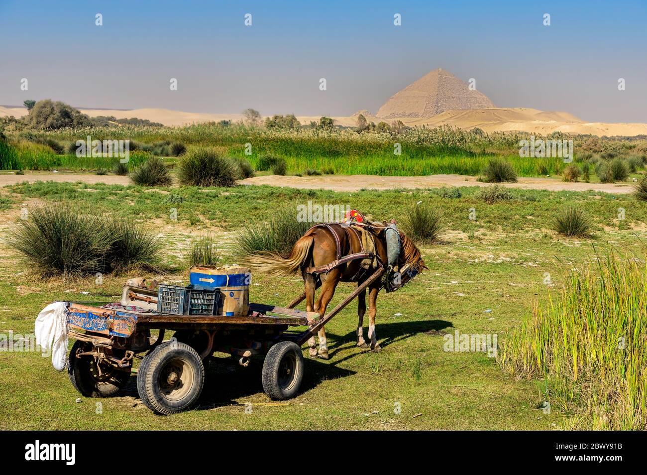 Cheval et chariot debout au lac du roi Farouk à Dahshur, avec la pyramide Bent en arrière-plan Banque D'Images