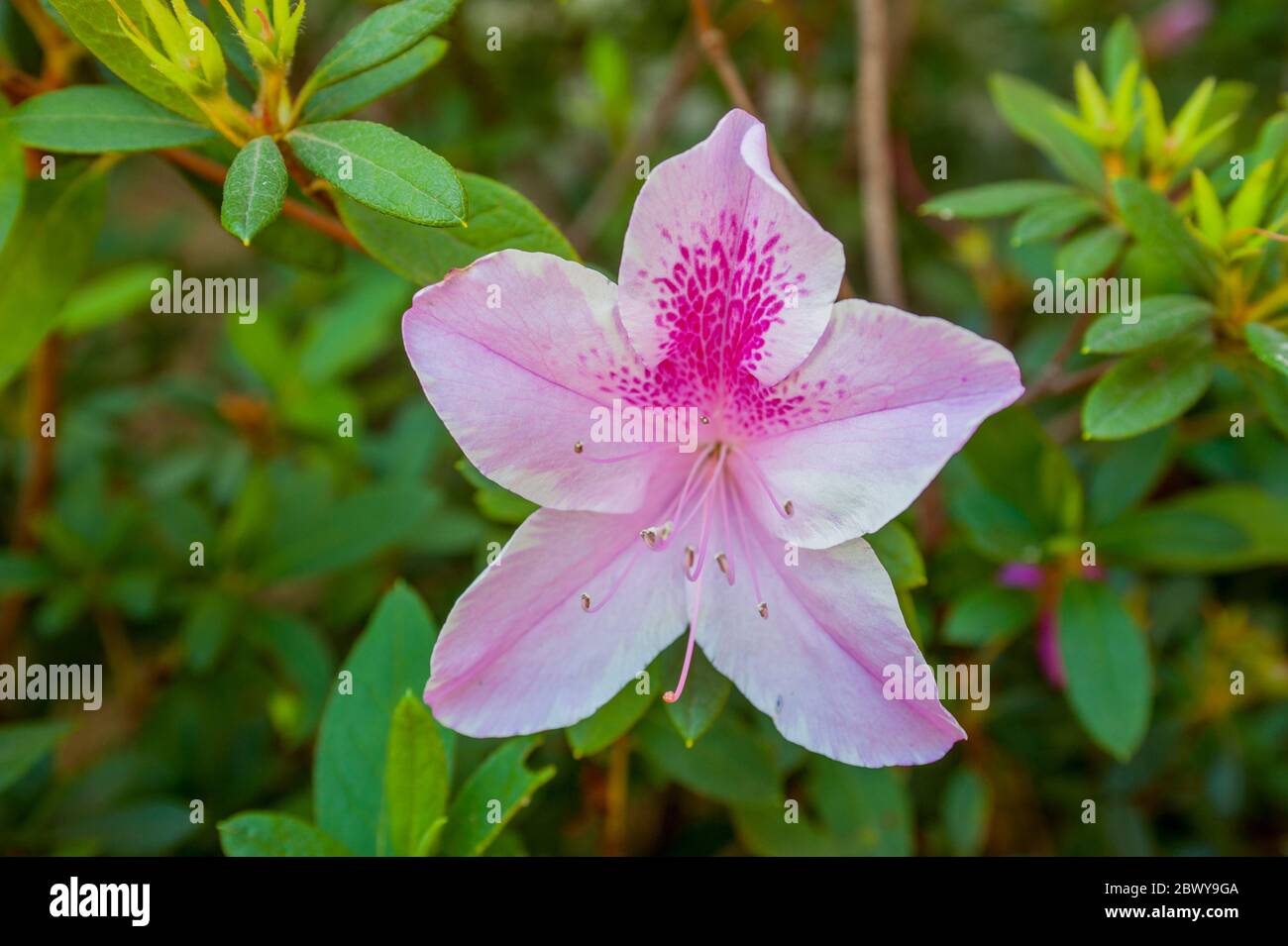 Gros plan d'une fleur d'azalée rose dans la ville de Panajachel sur le lac Atitlan, dans le sud-ouest des hautes-terres guatémaltèques, au Guatemala. Banque D'Images Gros plan d'une fleur d'azalée rose dans la ville de Panajachel sur le lac Atitlan, dans le sud-ouest des hautes-terres guatémaltèques, au Guatemala. Banque D'Images