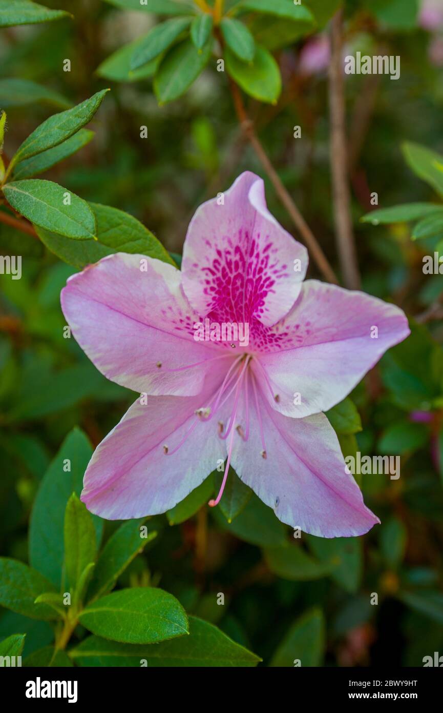 Gros plan d'une fleur d'azalée rose dans la ville de Panajachel sur le lac Atitlan, dans le sud-ouest des hautes-terres guatémaltèques, au Guatemala. Banque D'Images Gros plan d'une fleur d'azalée rose dans la ville de Panajachel sur le lac Atitlan, dans le sud-ouest des hautes-terres guatémaltèques, au Guatemala. Banque D'Images