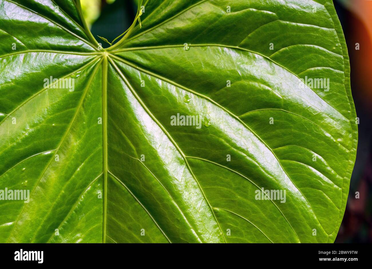 Gros plan d'une feuille tropicale dans la forêt amazonienne, parc national Yasuni, Équateur. Banque D'Images