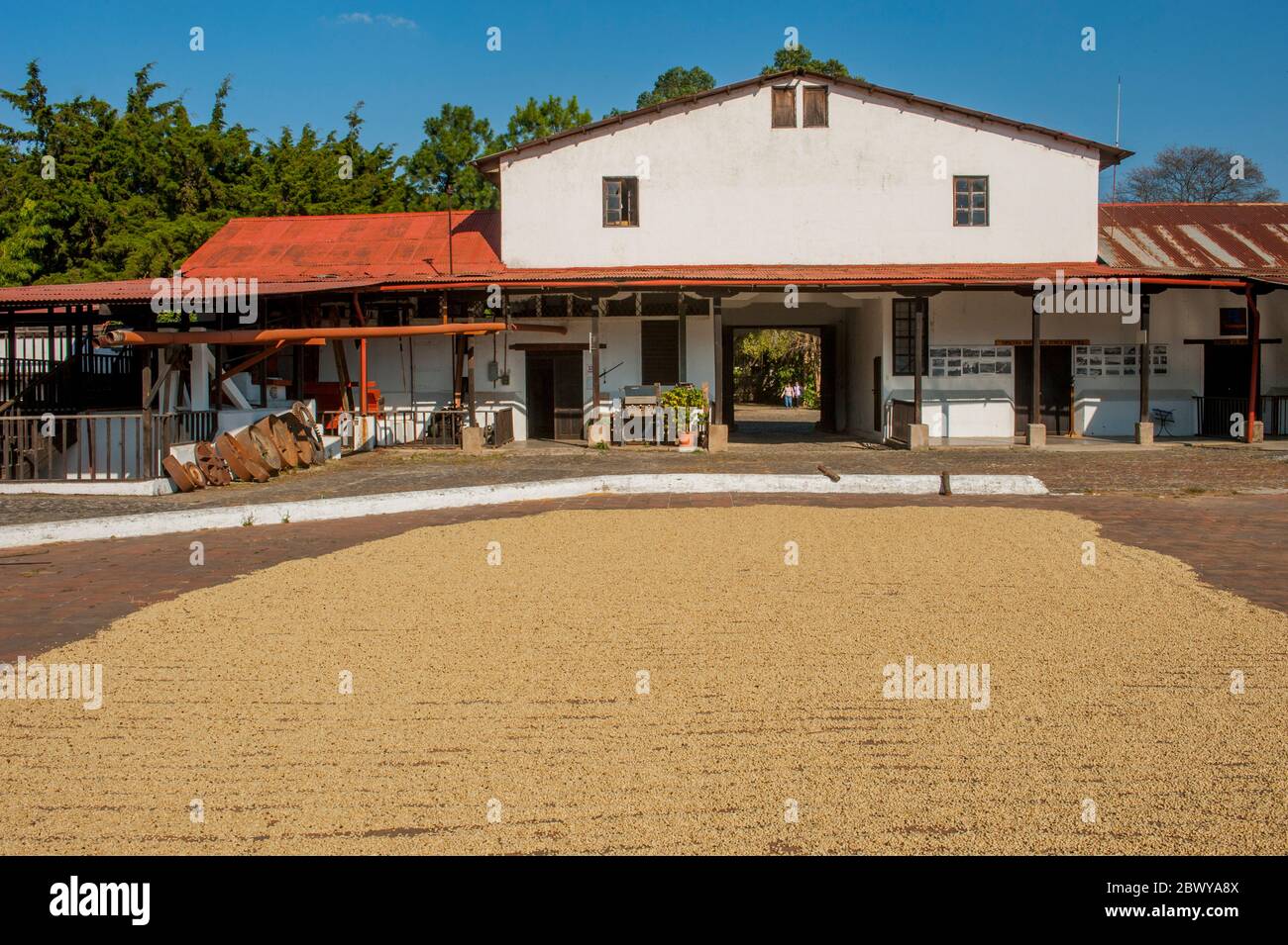 Café en grains séchant au soleil au Musée du café dans les hauts plateaux du Guatemala près d'Antigua. Banque D'Images