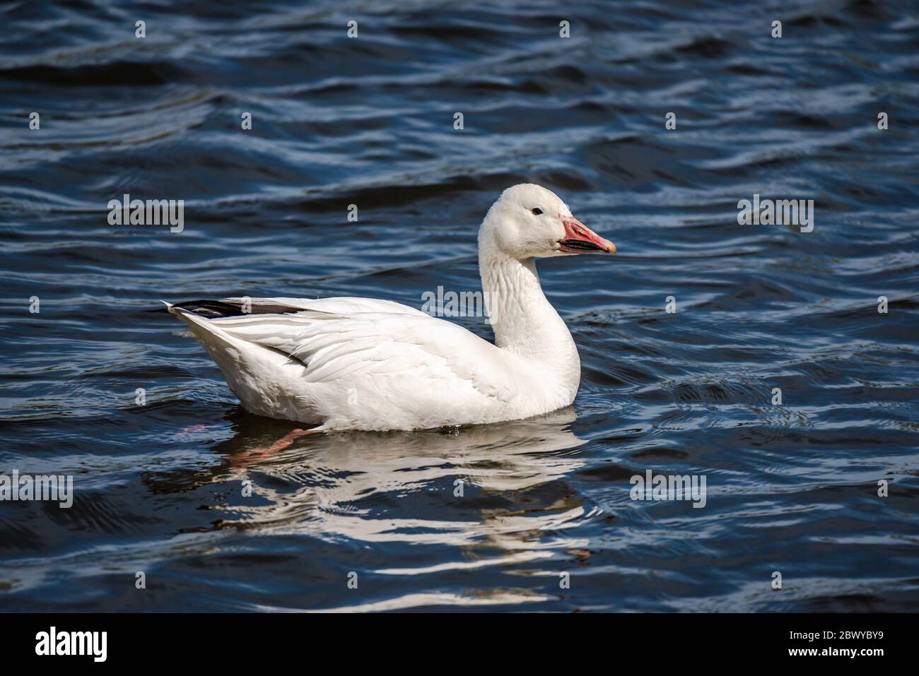La Snow Goose nage dans la rivière Banque D'Images