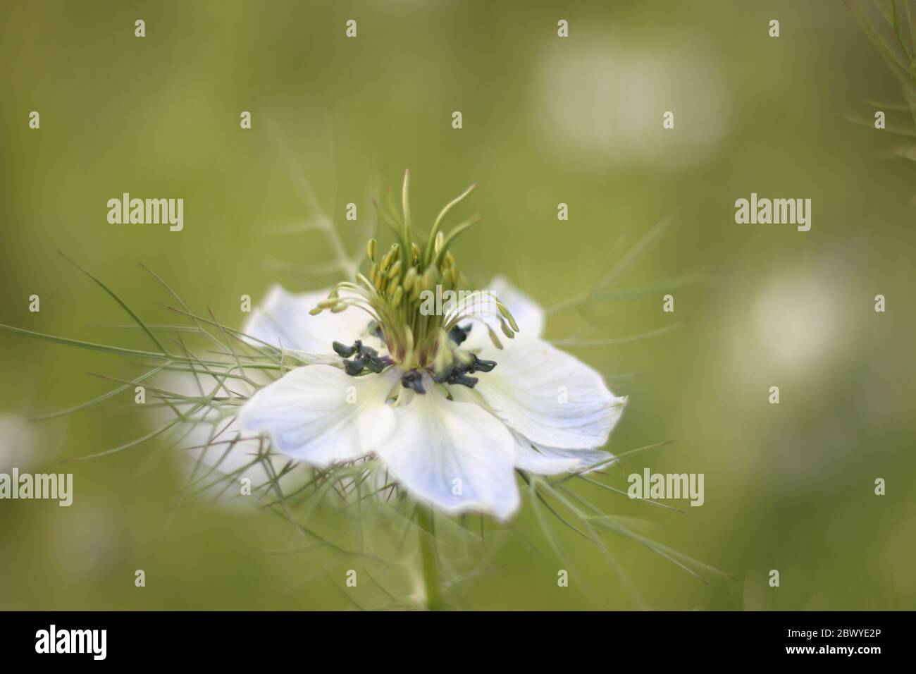 Rose de Damas blanc, fleur blanche, nigella damascena, tête de fleur,  légèrement mobile,arrière-plan flou Photo Stock - Alamy