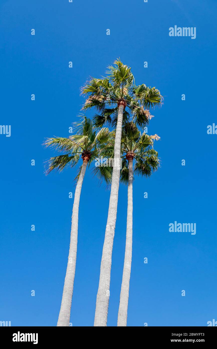 Palm Trees against blue sky Banque D'Images