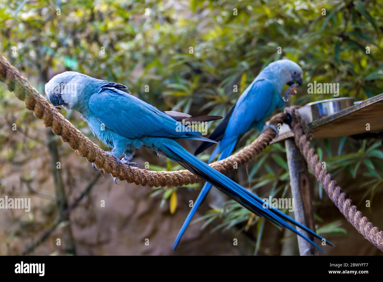 L'ara de Spix macaw est un indigène de Brésil. L'oiseau est un perroquet de taille moyenne. L'UICN ce qui concerne l'ara de Spix comme probablement éteinte à l'état sauvage. Banque D'Images