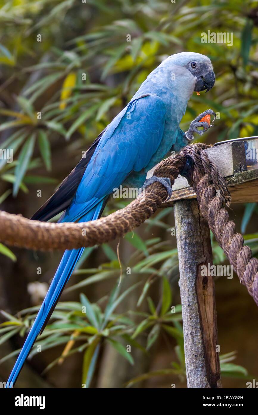 L'ara de Spix macaw est un indigène de Brésil. L'oiseau est un perroquet de taille moyenne. L'UICN ce qui concerne l'ara de Spix comme probablement éteinte à l'état sauvage. Banque D'Images