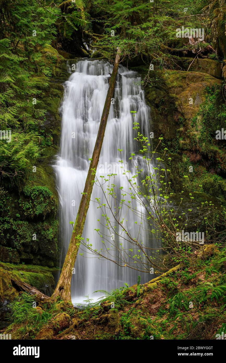 Parker Falls; Umpqua National Foret, Cascade Mountains, Oregon. Banque D'Images