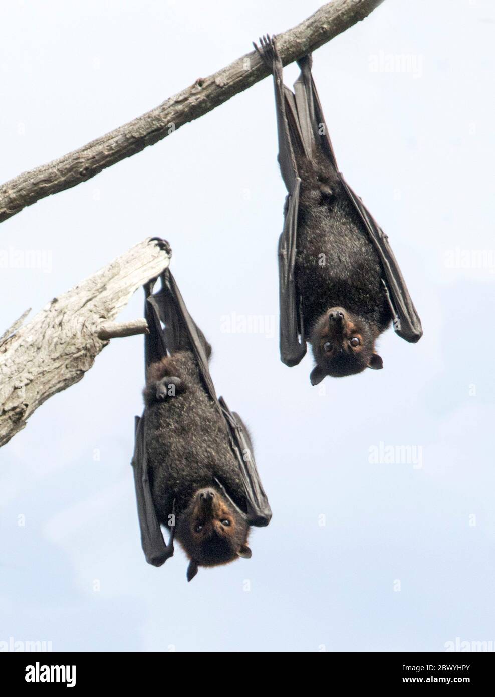 Renards volants à tête grise et chauves-souris à fruits australiens, Pteropus poliocephalus, accrochés à la branche d'arbre et sur fond de ciel clair Banque D'Images