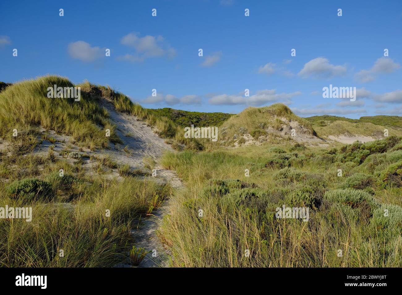 Australie occidentale : brisa - paysage de dunes côtières Banque D'Images