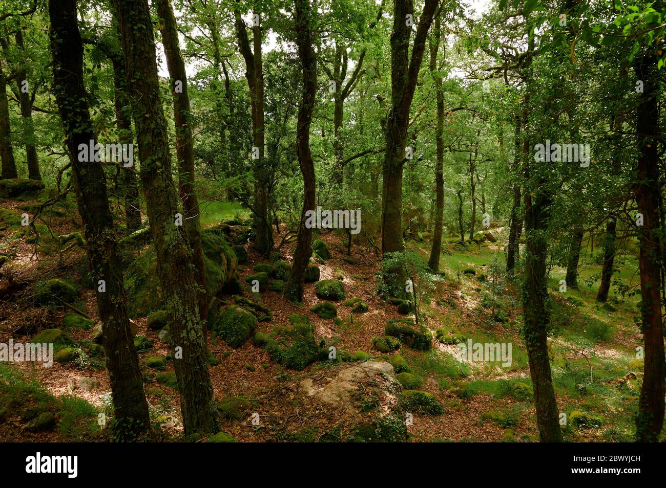 Mata de albergaria Bois au printemps avec arbres verts et feuilles brunes sur le sol Banque D'Images