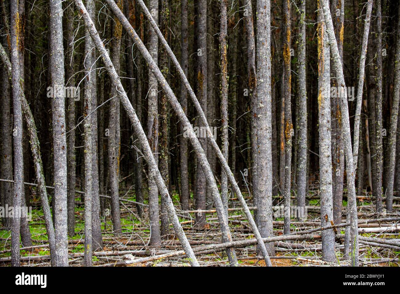 Arbres dans une forêt située dans le parc provincial Cypress Hills à Albera, Canada. Aussi connu sous le nom de Cypress Hills Interprovincial Park car le parc est divisé b Banque D'Images