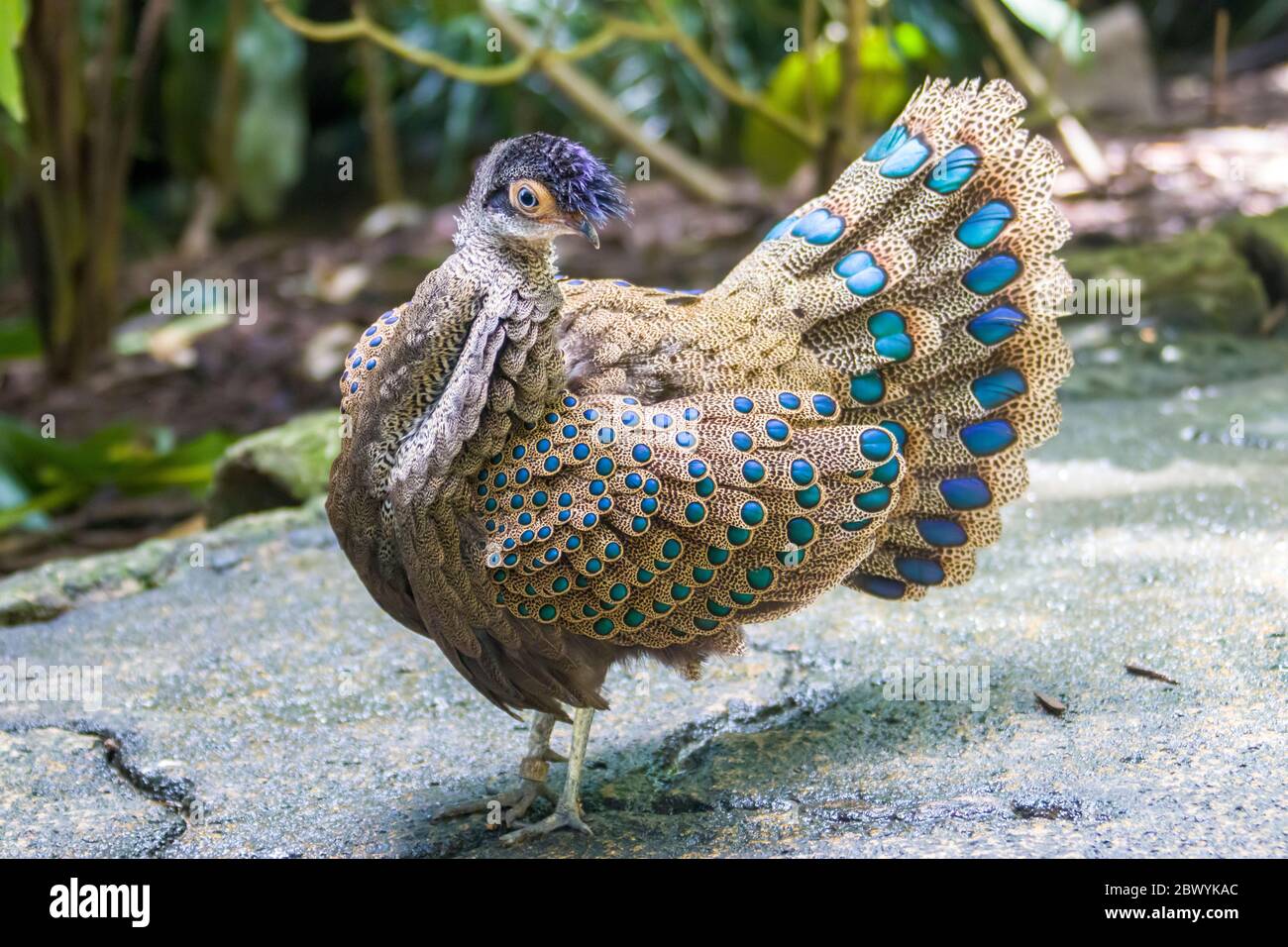 Le paon-faisan malayan (Polyplectron malacense) est un faisan de taille moyenne de la famille galliforme Phasianidae. Banque D'Images