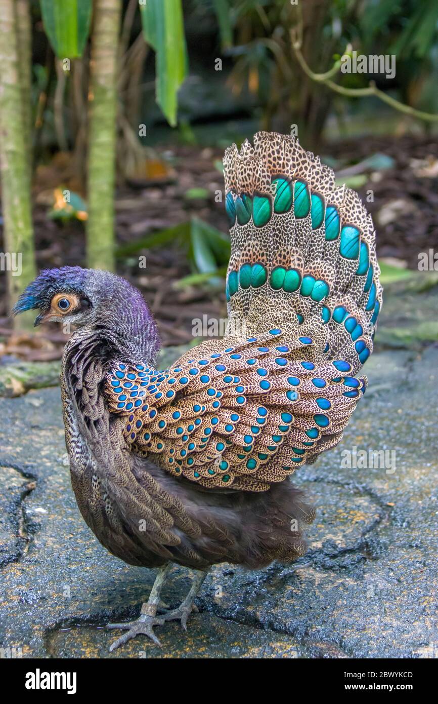 Le paon-faisan malayan (Polyplectron malacense) est un faisan de taille moyenne de la famille galliforme Phasianidae. Banque D'Images