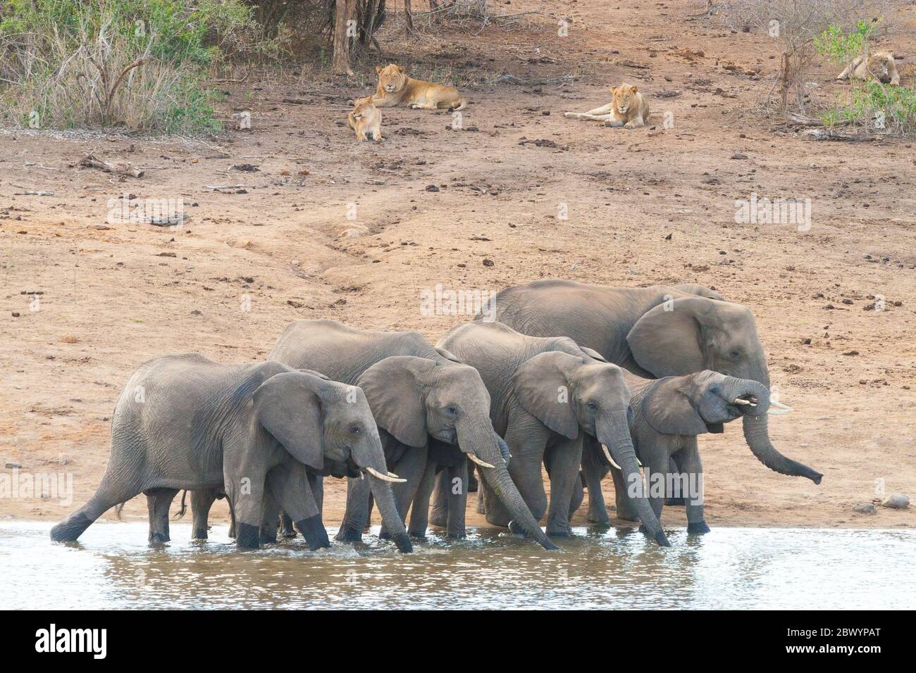 Un troupeau d'éléphants qui boit près de la fierté de Lions Kruger Park Afrique du Sud Banque D'Images