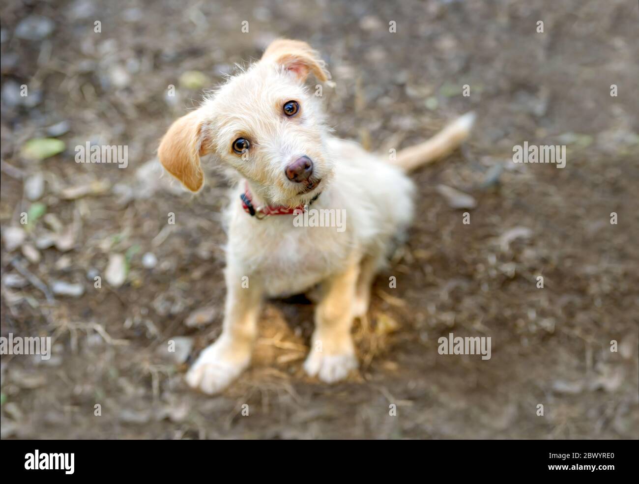 Curieux chien est un mignon chiot regardant vers le haut avec UN regard drôle sur son visage Banque D'Images