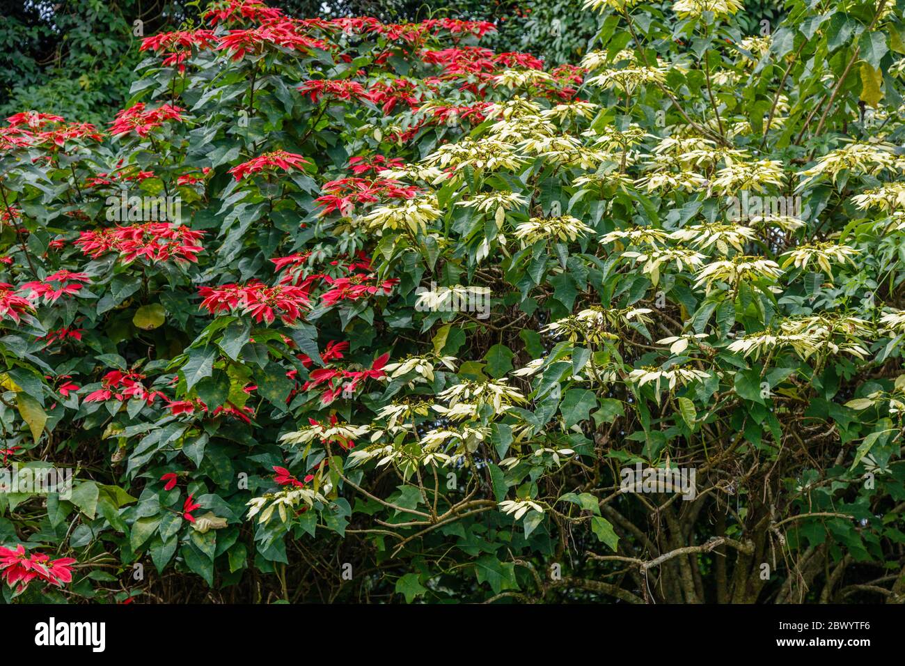 Poinsettia rouge et blanc en fleurs. Bedugul, Tabanan, Bali, Indonésie. Banque D'Images