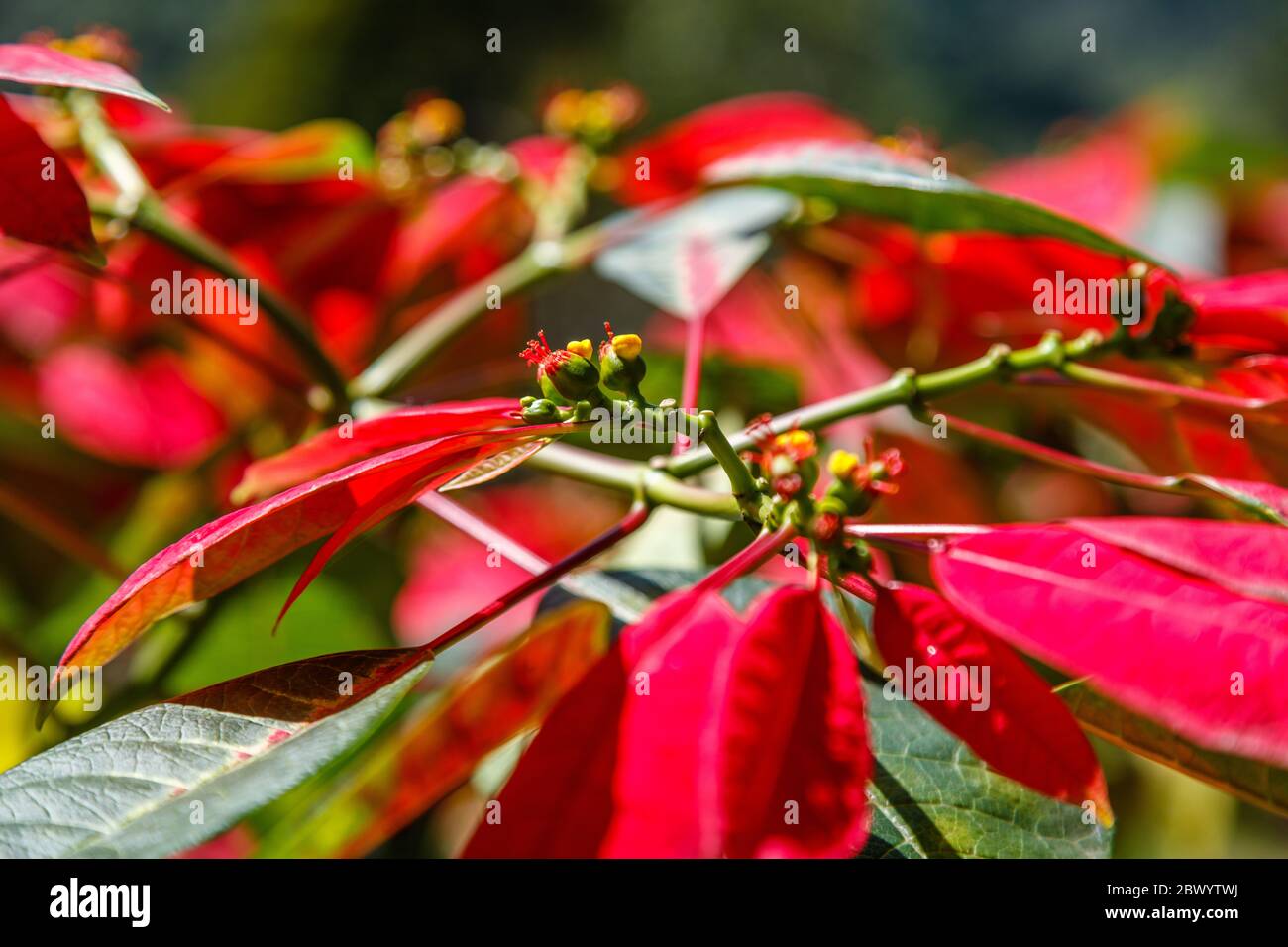 Poinsettia rouge en fleurs. Gros plan. Bedugul, Tabanan, Bali, Indonésie. Banque D'Images