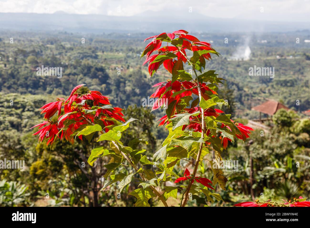 Poinsettia rouge en fleurs. Bedugul, Tabanan, Bali, Indonésie. Banque D'Images